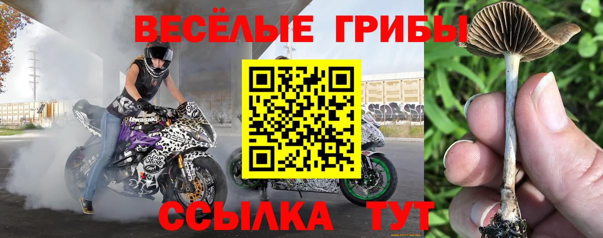Псилоцибиновые грибы GOLDEN TEACHER Волжский